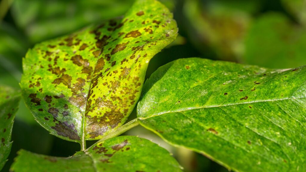 Pest and Disease Management | KABCO Group