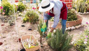 landscape garden maintenance