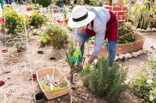 landscape garden maintenance