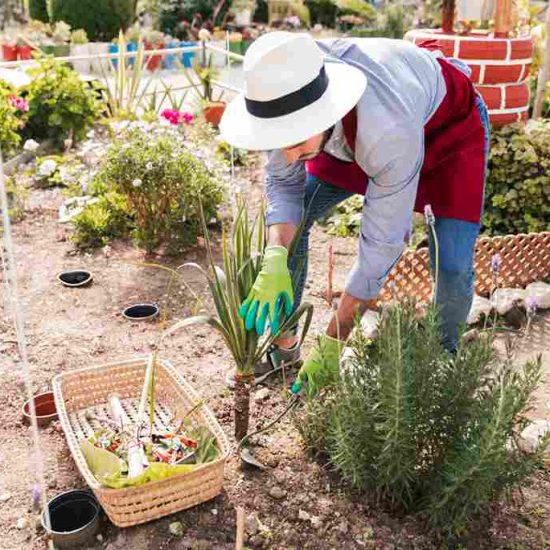 landscape garden maintenance