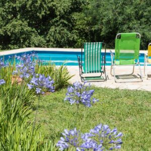 plants around the pool