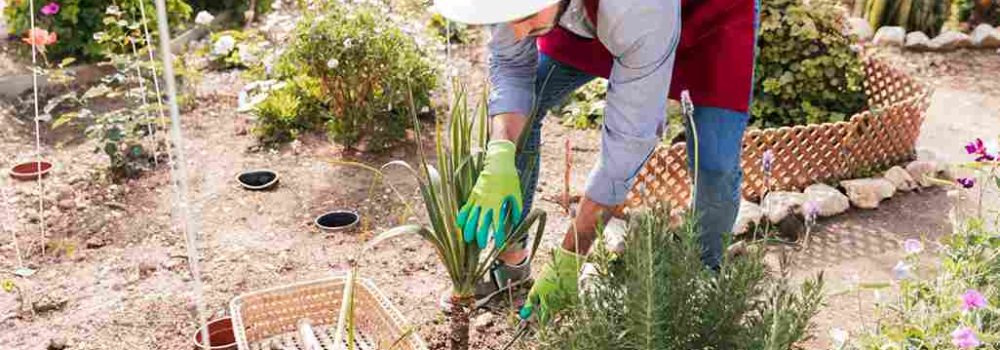 landscape garden maintenance