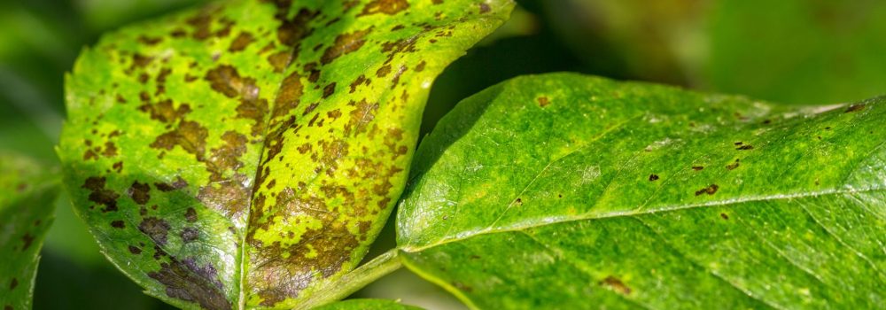 Pest and Disease Management | KABCO Group