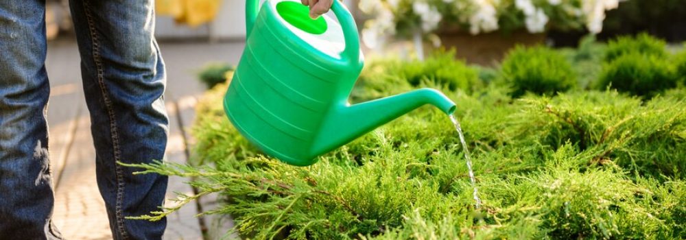 Gardening Contractor Services in Dubai | KABCO Group