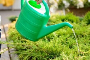 gardening-contractor-services-in-dubai